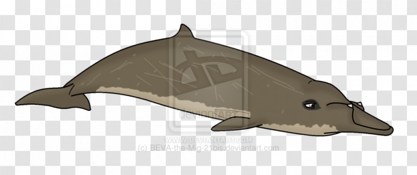 Porpoise Dolphin Blainville's Beaked Whale Spade-toothed Cetaceans - Animal - Mig 21 Transparent PNG
