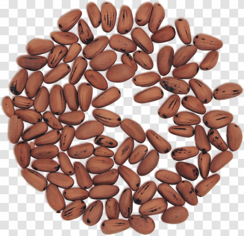 Jamaican Blue Mountain Coffee Nut Seed Bean Ingredient - Pine Nuts Transparent PNG