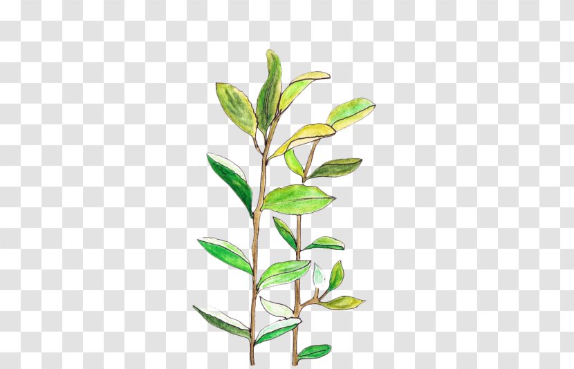 Leaf Image Transparency Plant Stem - Herb Transparent PNG