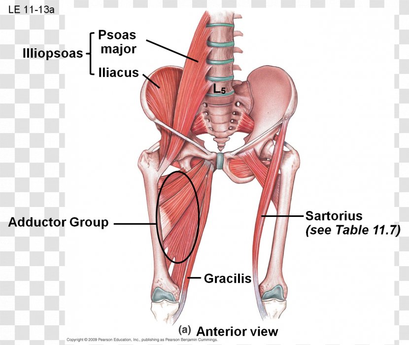Adductor Muscles Of The Hip Anatomy Brevis Muscle - Tree - Watercolor Transparent PNG