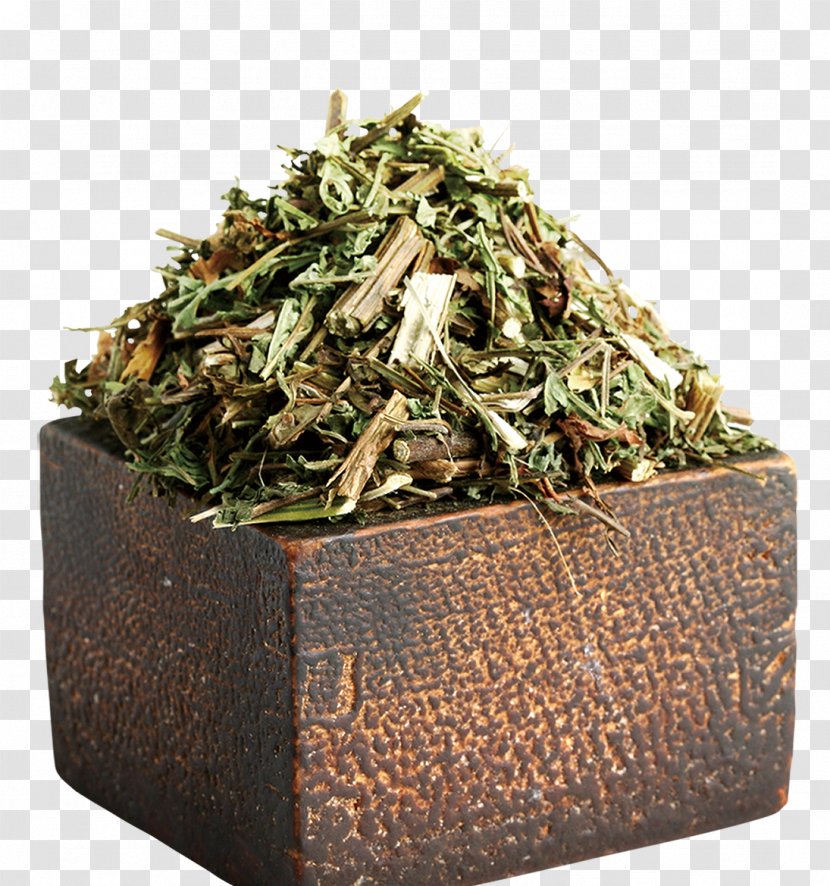 Traditional Chinese Medicine Herbology - Bancha - Plant Warehouse Transparent PNG