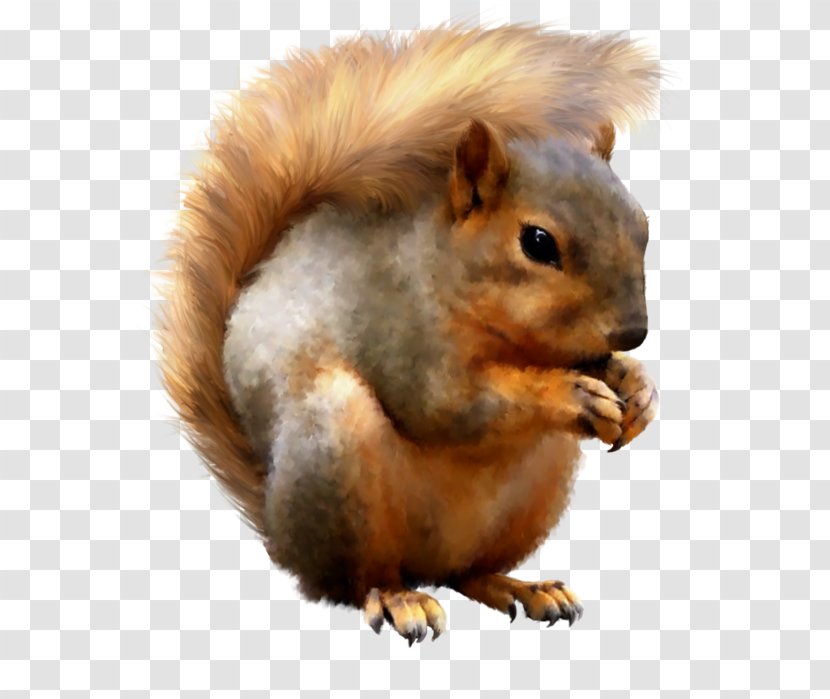 Fox Squirrel Black - Animal Transparent PNG