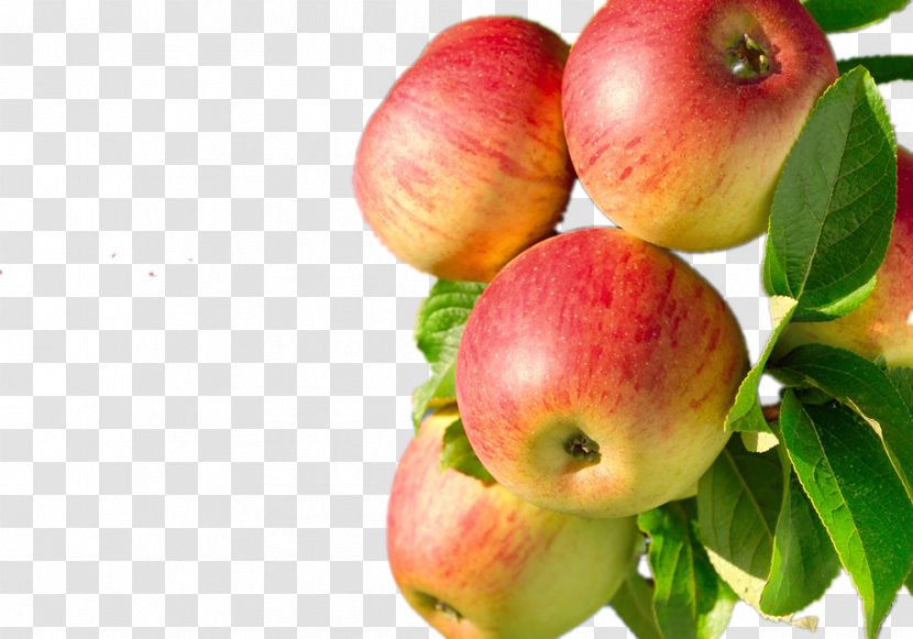 Juice Apple Fruit Tree Fuji - Orchard - A Bunch Of Apples On The Transparent PNG