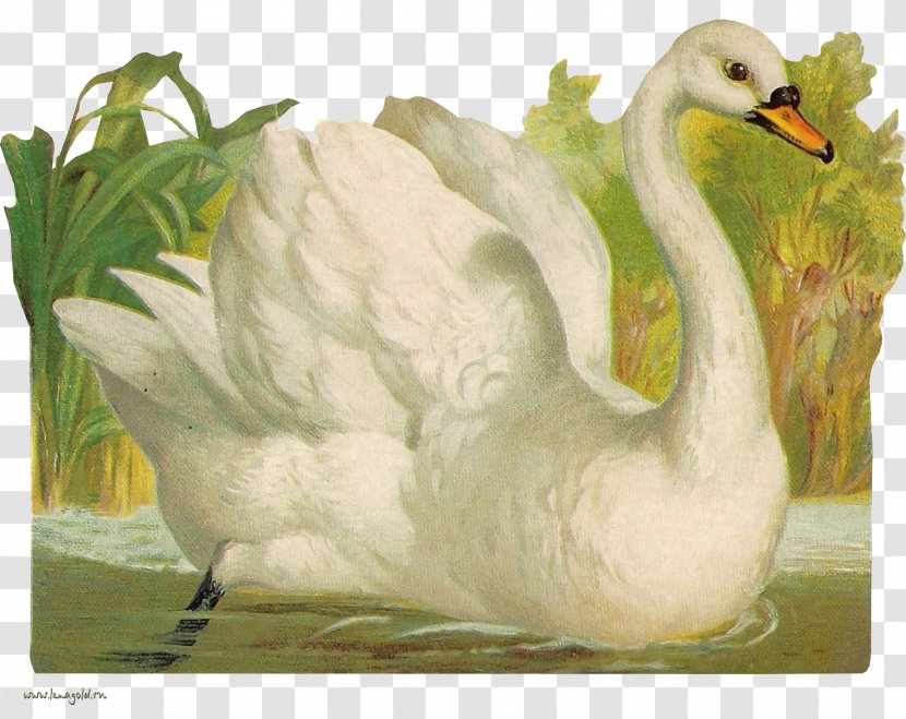 Cygnini Clip Art - Ducks Geese And Swans - Swan Transparent PNG