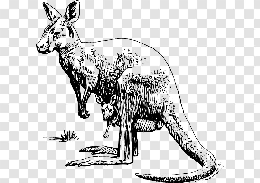 Macropodidae Red Kangaroo Clip Art - Phantom Transparent PNG