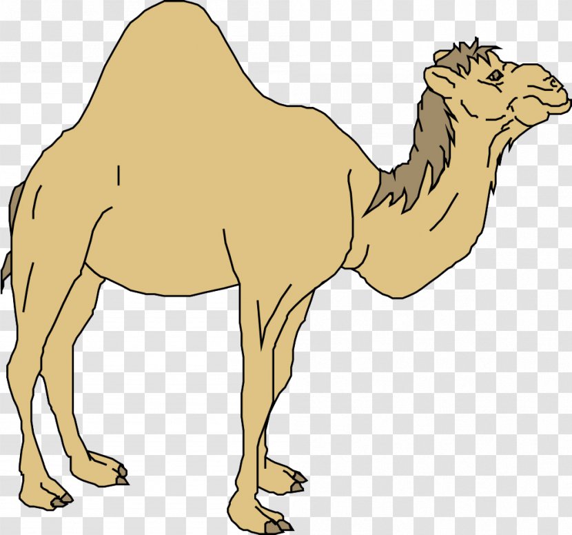 Dromedary Horse Cartoon - Camel Transparent PNG