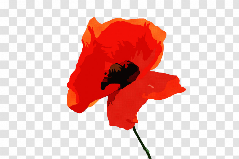Coquelicot Red Flower Petal Poppy Transparent PNG