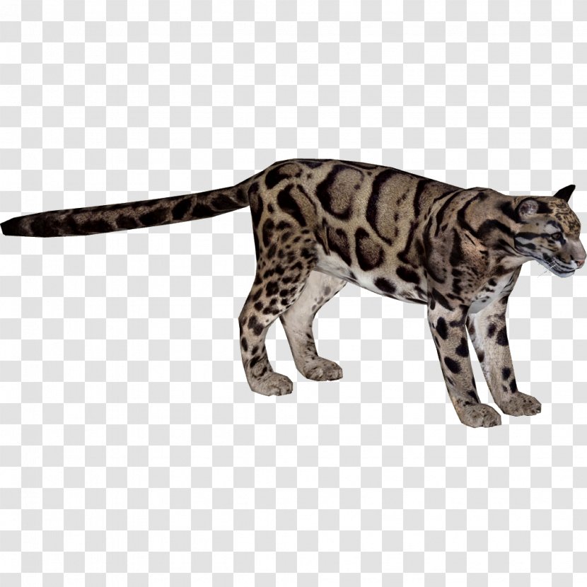 Felidae Indian Leopard Formosan Clouded Wildcat Lion Transparent PNG