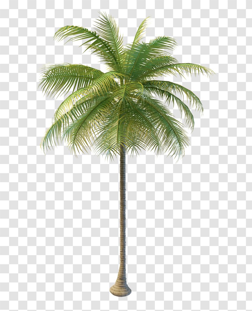 Hyophorbe Lagenicaulis Coconut Wodyetia Sabal Palm Tree - Date Transparent PNG
