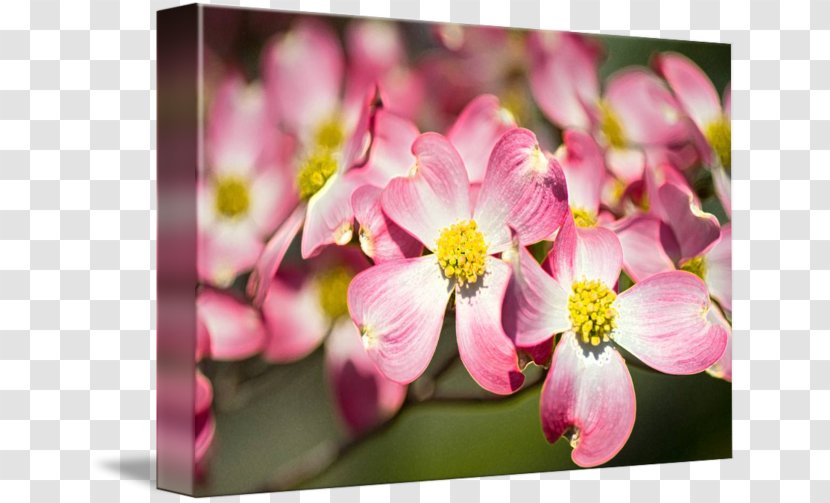 Cherry Blossom Pink M ST.AU.150 MIN.V.UNC.NR AD Transparent PNG