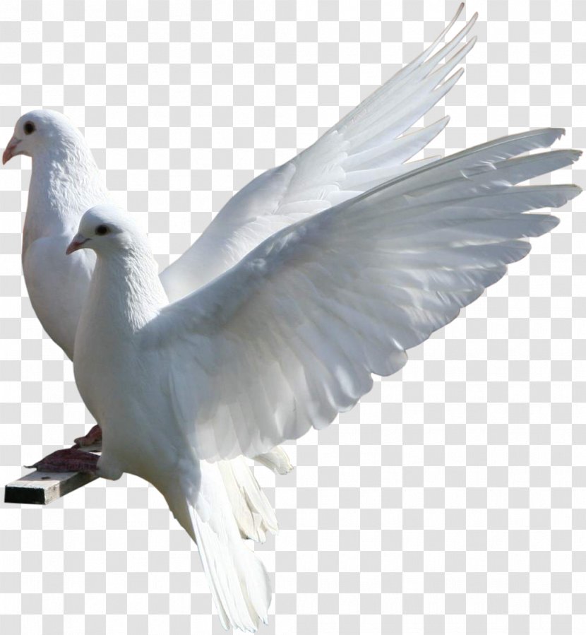 Image Bird European Herring Gull Blog Hosting Company Dewy Host - Wing Transparent PNG