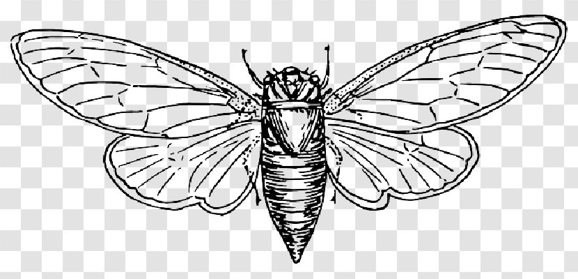 Locust Vector Graphics Insect Clip Art Drawing - Australian Plague Transparent PNG
