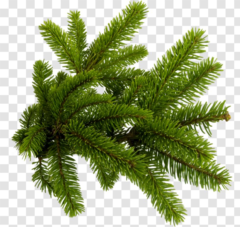 Pine Clip Art Image Fir - Evergreen - Conifer Transparent PNG