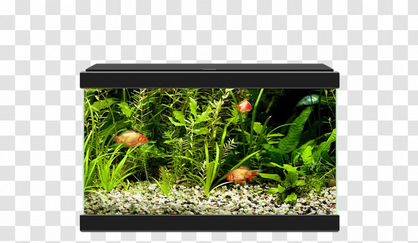 Goldfish Aquariums Ciano Aqua 20 Nano Aquarium - Reef - Decor Transparent PNG