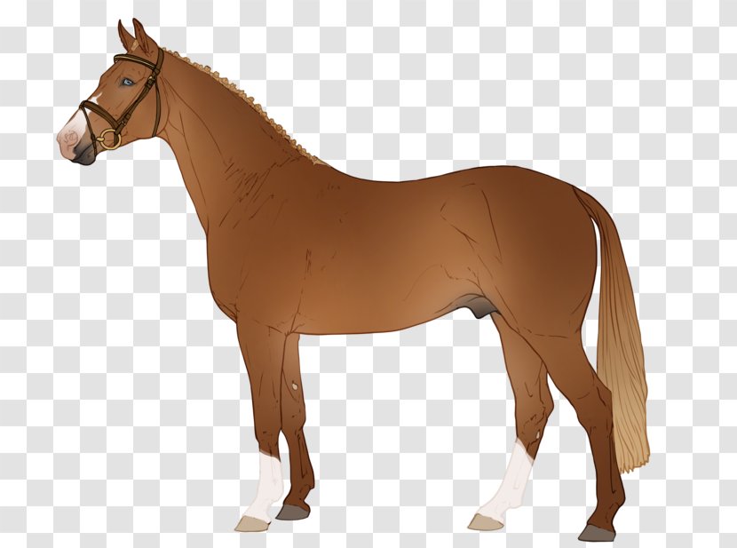 Arabian Horse Mustang Pony Stallion Foal - Breeding Transparent PNG