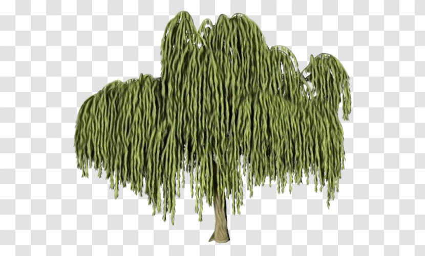 Tree Plant Woody Leaf Willow - Pine Family - Vascular Transparent PNG