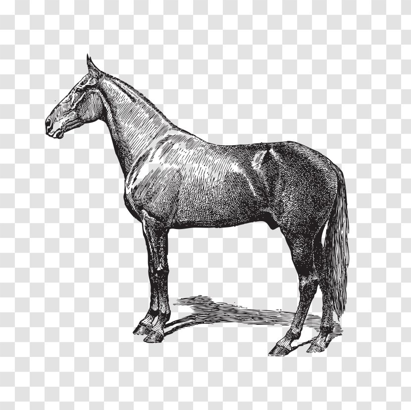 Livestock Horse Cattle Clip Art - Stallion - Hand-painted Mustang Transparent PNG