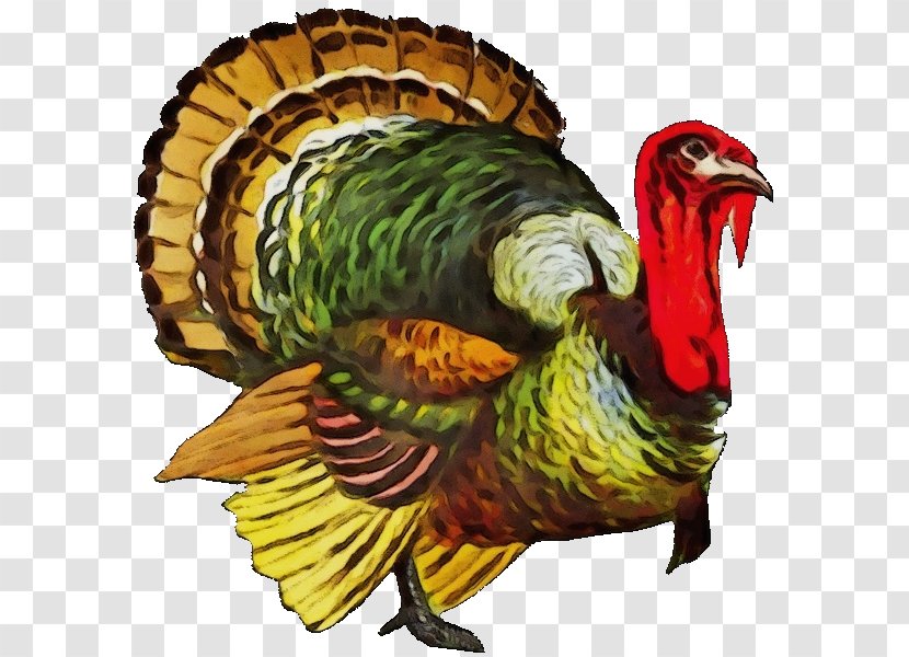 Turkey Thanksgiving - Vulture - Rooster Bird Feeding Transparent PNG