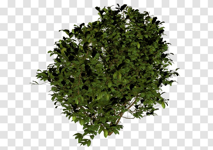 Shrub - Image Resolution - Tree Transparent PNG