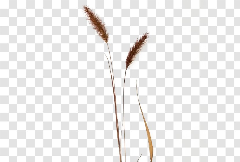 Bulldog Clip Art - Grasses - Two Buckle The Dog's Tail Grass Free Transparent PNG