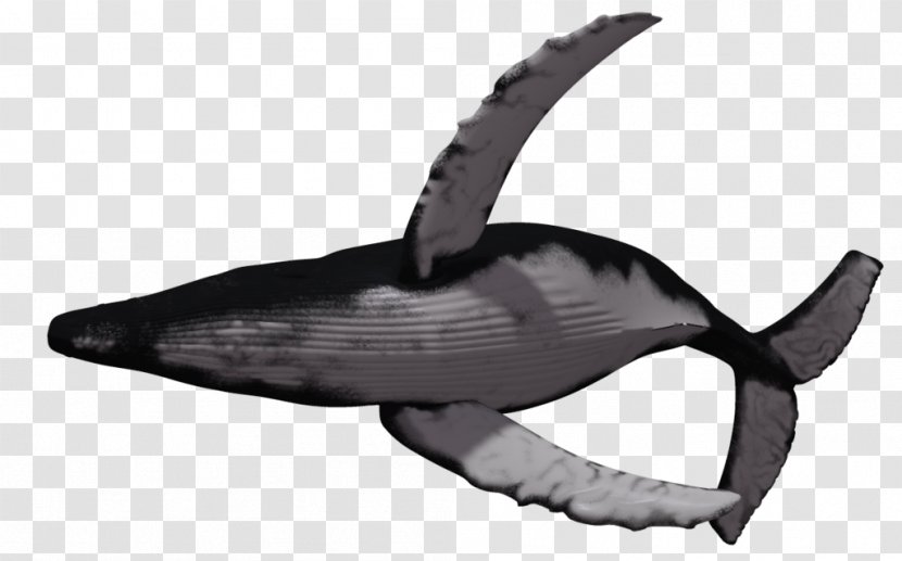Humpback Whale Killer Clip Art Transparent PNG