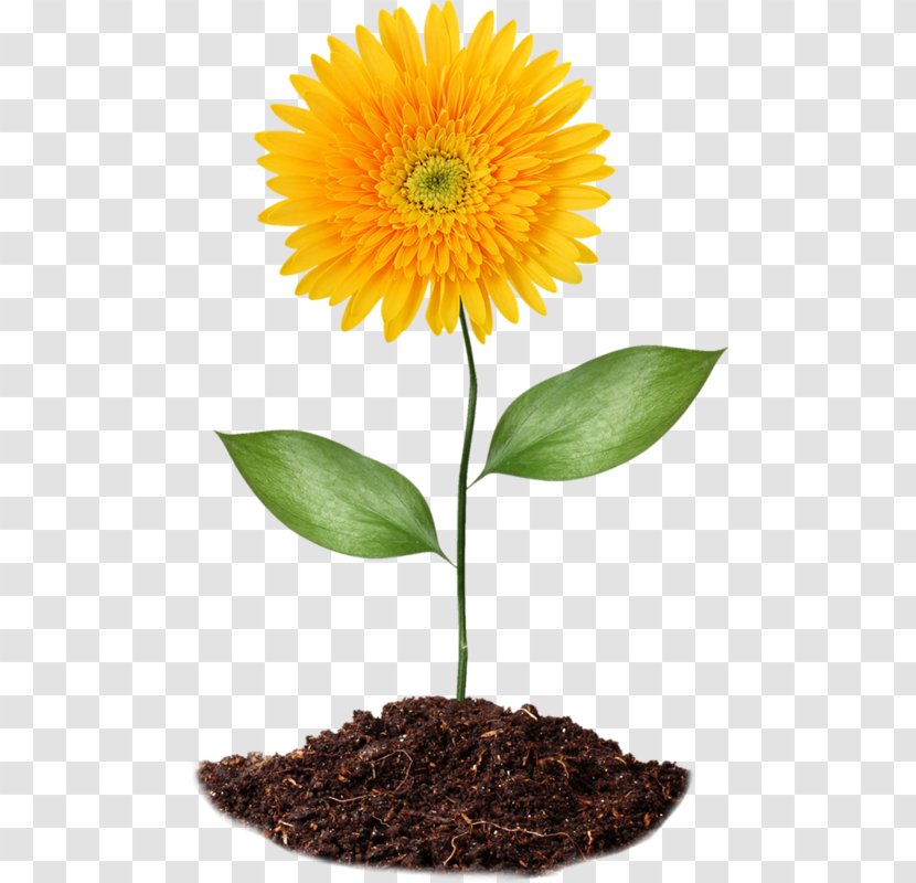 Common Sunflower Soil Clip Art - Chernozem - Flower Transparent PNG