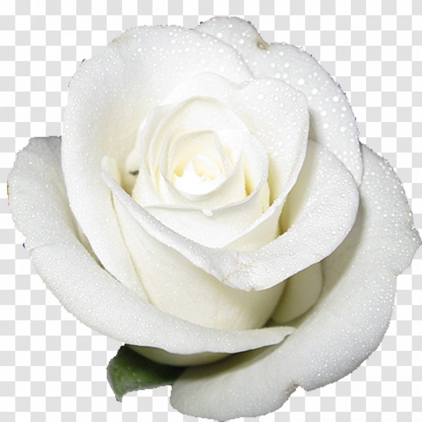 Cut-flower Roses White - Flower Bouquet - Rose Transparent PNG