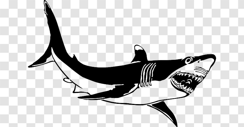 Great White Shark Lamniformes Tiger Clip Art - Monochrome - Nature，sea Animals，shellfish Transparent PNG