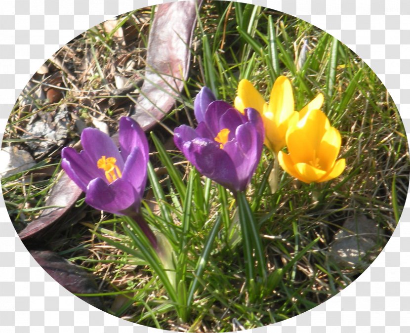 Crocus Wildflower - Flora Transparent PNG