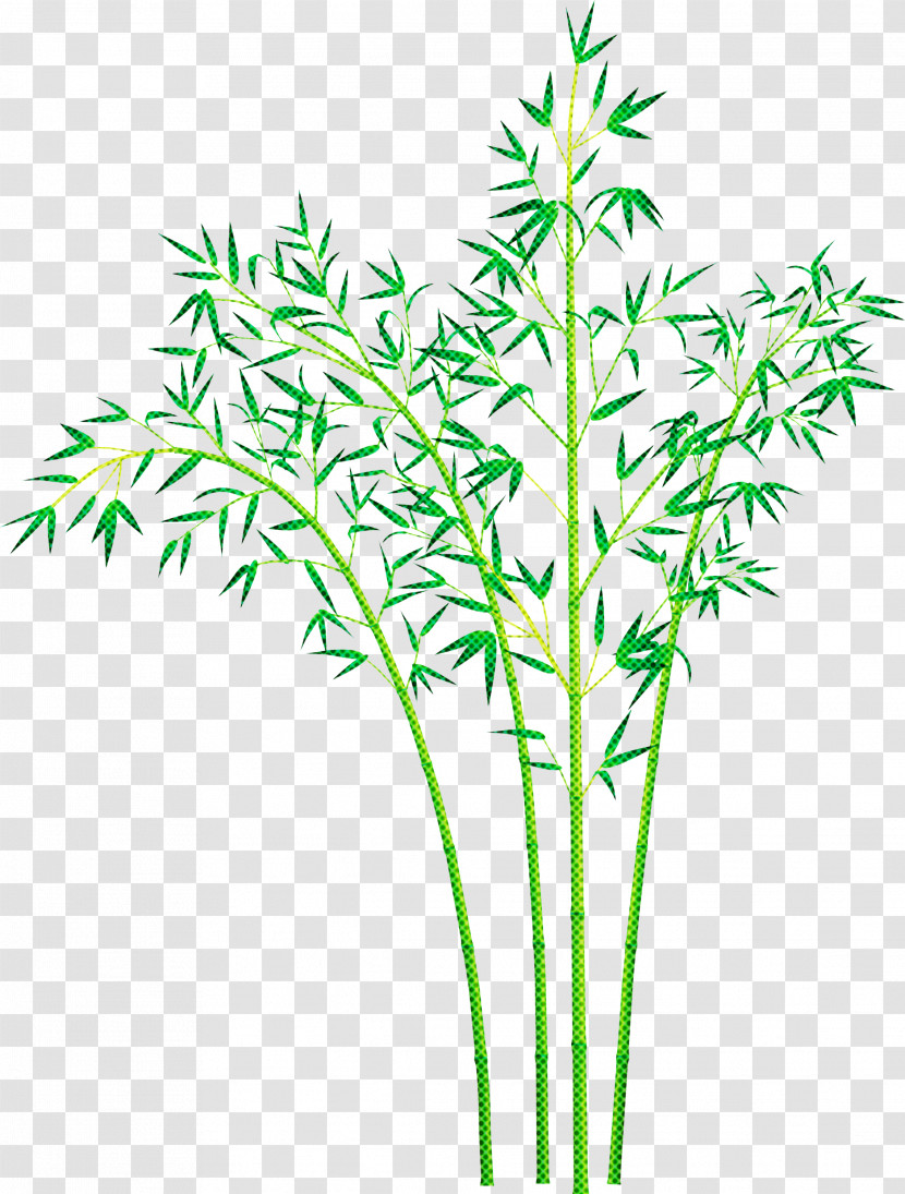 Bamboo Leaf Transparent PNG