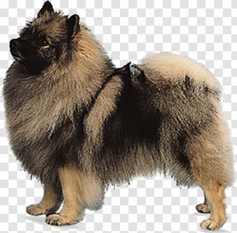 German Spitz Mittel Keeshond Klein Pomeranian Eurasier - Black Dog Transparent PNG