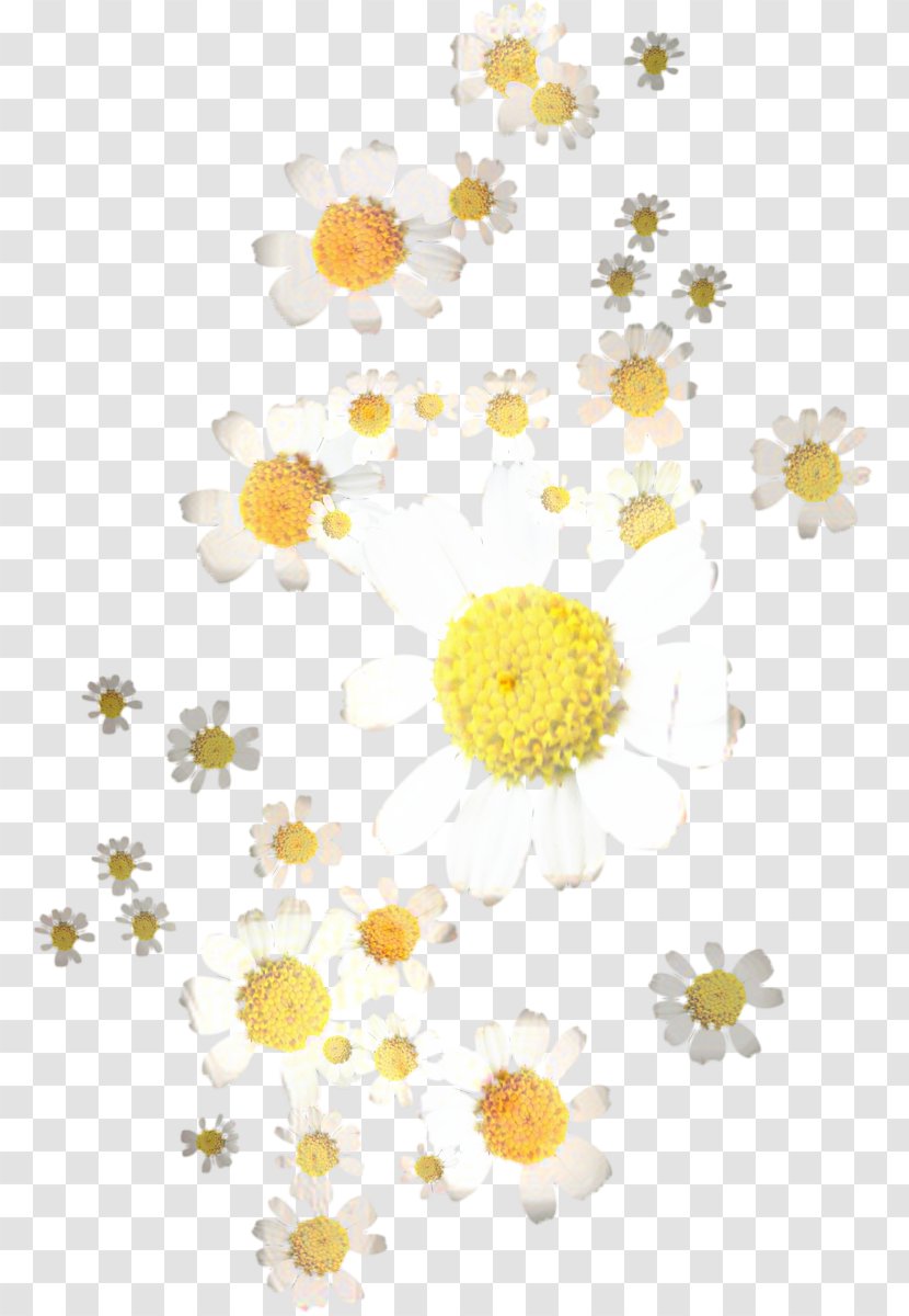 Floral Flower Background - Chamomile - Wildflower Mayweed Transparent PNG