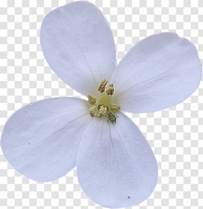 Flower White Clip Art - Bouquet Transparent PNG