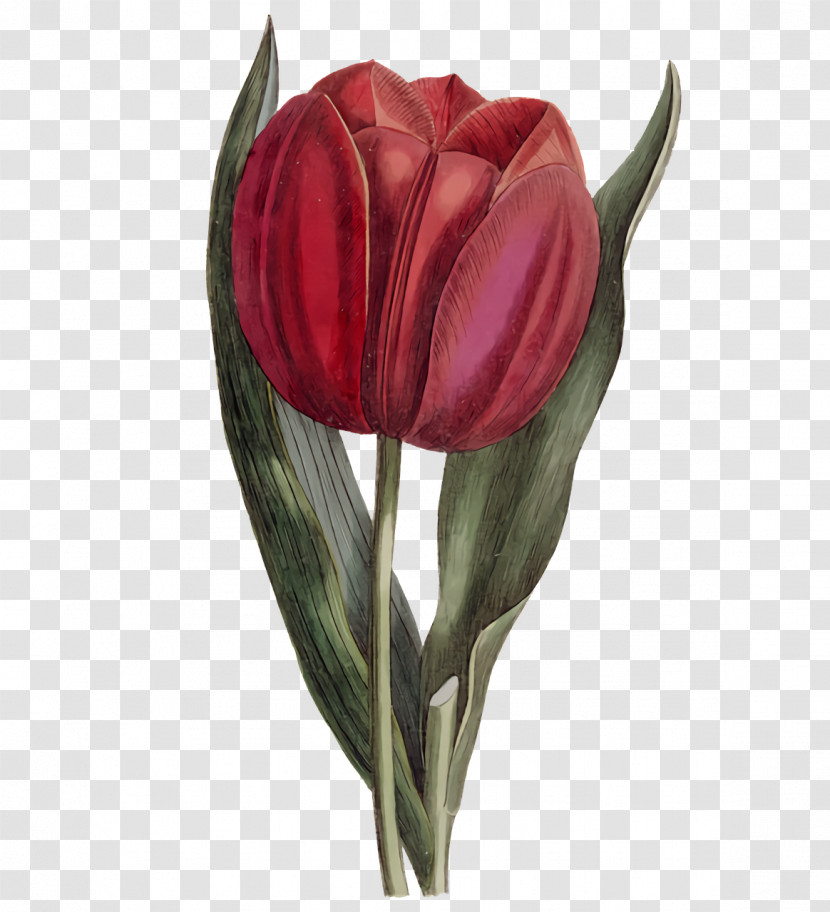 Plant Stem Cut Flowers Tulip Petal Bud Transparent PNG