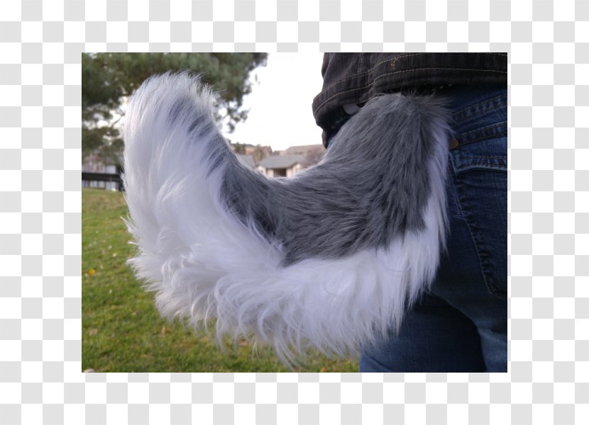 Siberian Husky Tail Cat Fox - Feather Transparent PNG