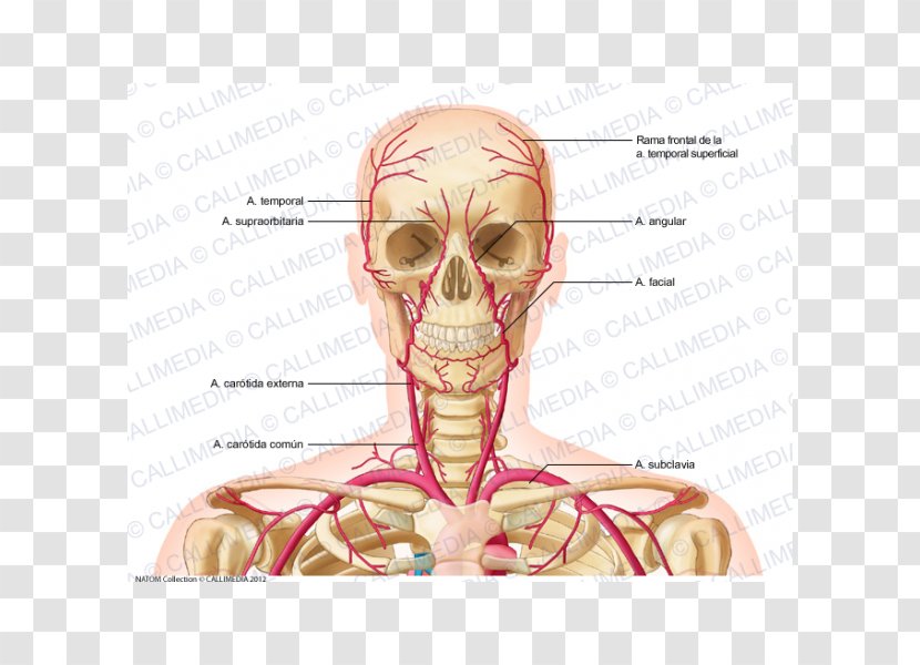 Supratrochlear Artery Vein Neck Human Body - Heart - Venas Y Arterias Transparent PNG