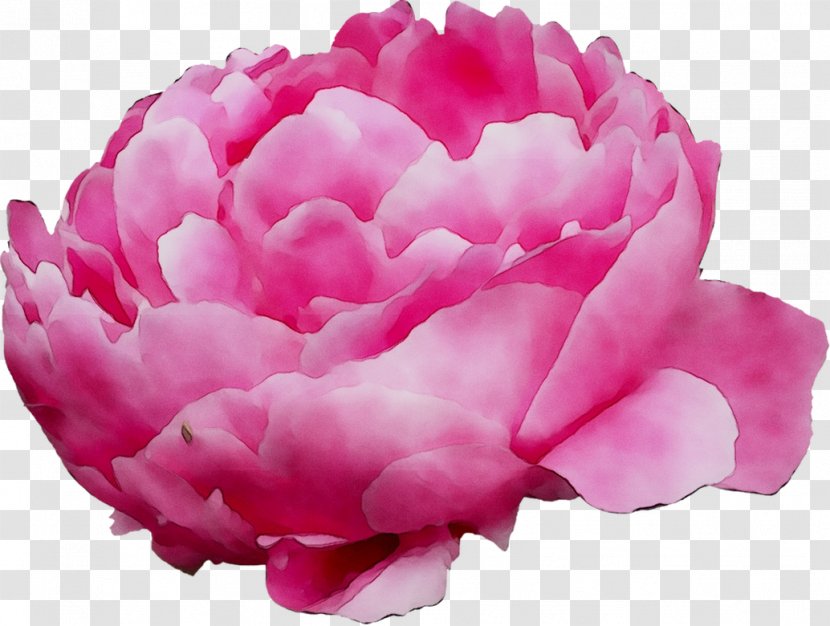 Cabbage Rose Garden Roses Peony Cut Flowers Herbaceous Plant - Plants - Flowering Transparent PNG