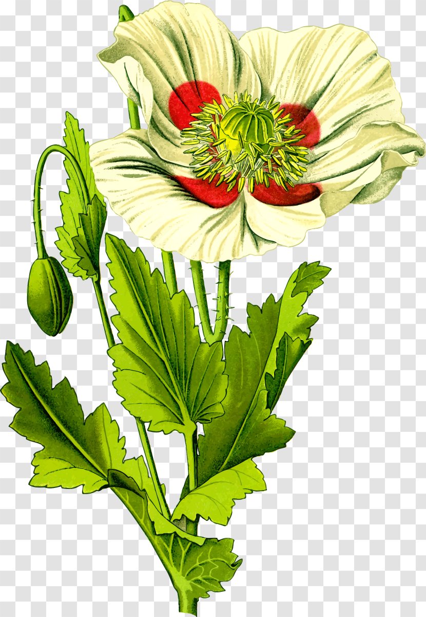 Opium Poppy Common Papaver Orientale Plant - Heart - Sitar Transparent PNG