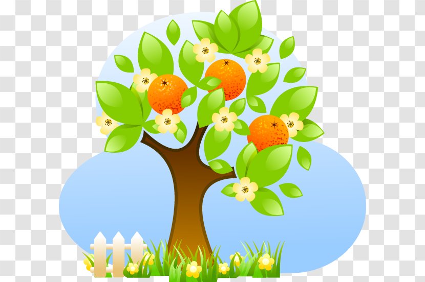Fruit Tree Citrus Material - Animal And Plant Health Inspection Service - Orange Transparent PNG