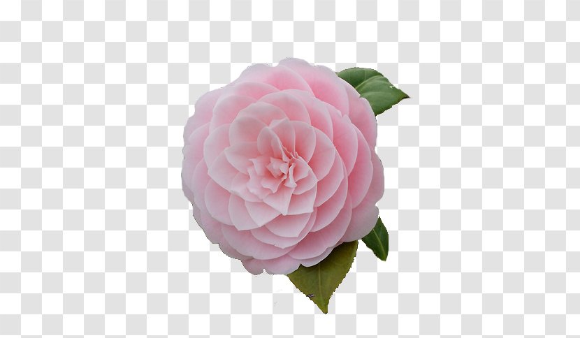 Camellia Pink Flowers Tea Seed Oil - Theaceae - Flower Transparent PNG