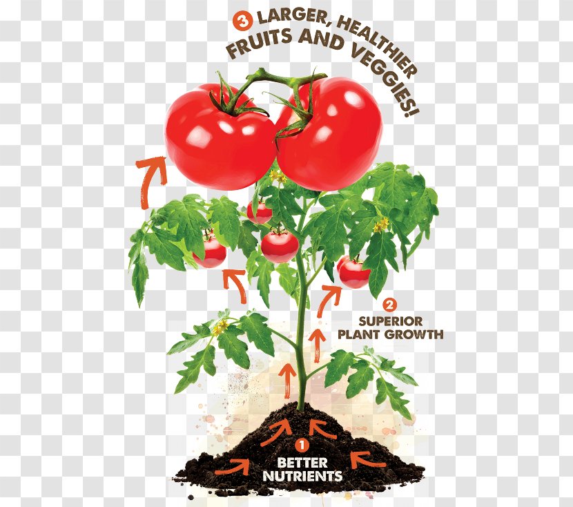 Cherry Tomato Grow The Best Tomatoes Food Nutrient - Watercolor - Plant Pests Transparent PNG