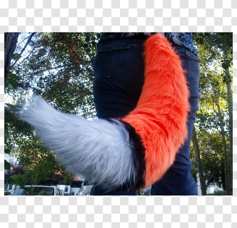 Furry Fandom Tail Cat Gray Wolf - Fox Transparent PNG