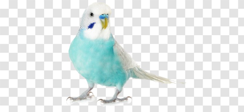 Budgerigar Parrot Lovebird Cockatiel - Macaw Transparent PNG