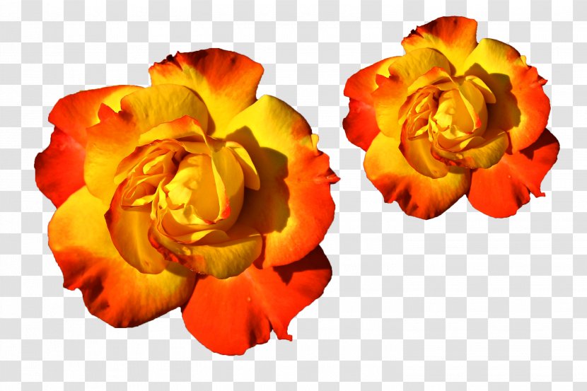 Flowers Background - Color - Perennial Plant Begonia Transparent PNG