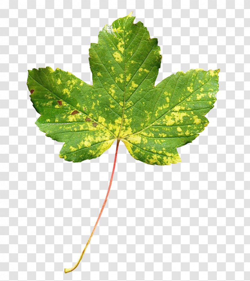 Leaf - 150th Anniversary Of Canada - Maple Transparent PNG