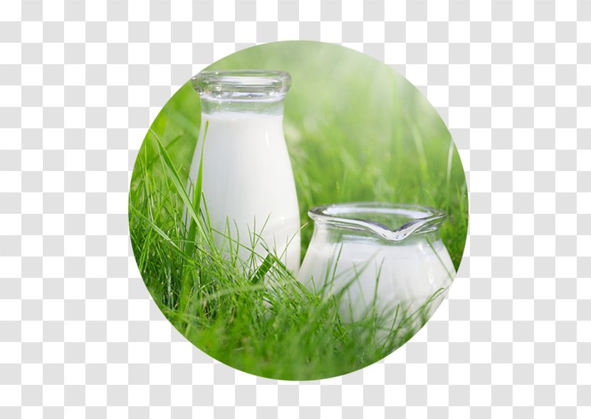 Cow's Milk Taurine Cattle Arla Foods Raw - Royaltyfree - Buffalo Transparent PNG