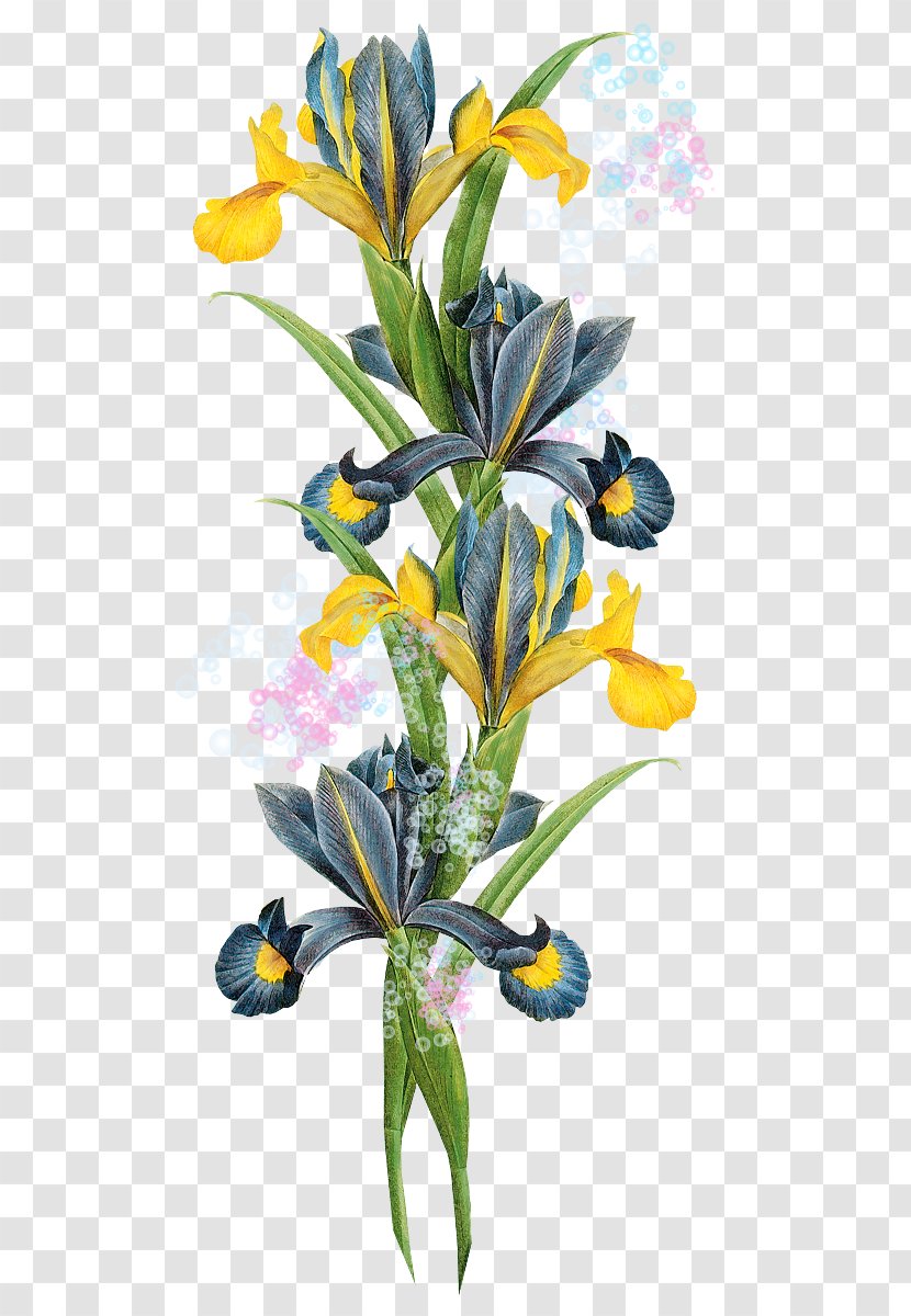 Watercolor Flower Background - Botanical Illustration - Houseplant Iris Transparent PNG