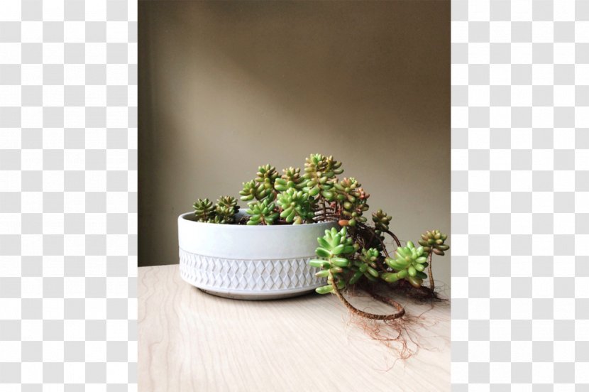 Flowerpot Herb - Plant - Design Transparent PNG