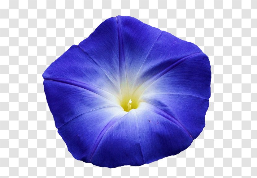 Flower Blue Violet Morning Glory Light Transparent PNG