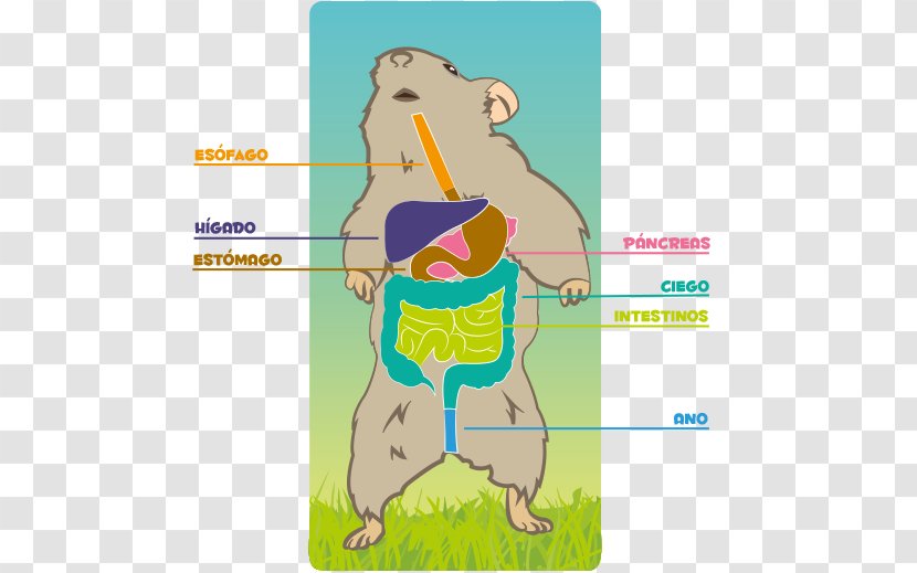 Homo Sapiens Hamster Rodent Human Digestive System Digestion - Cartoon - Tree Transparent PNG